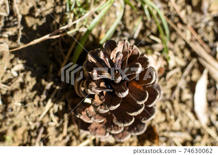 Pine cones on the park Pine cones on the park 74630062