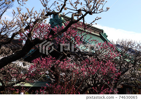 <Kanagawa Prefecture> Plum blossoms in Hasedera, Kamakura City 74630065