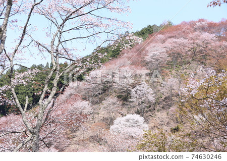 吉野山下千本櫻 吉野山下千本櫻 74630246