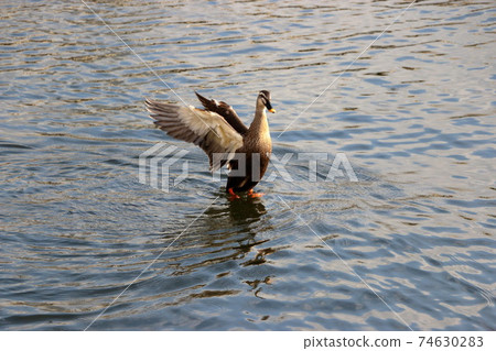 Japanese duck in Tokyo Bay 74630283