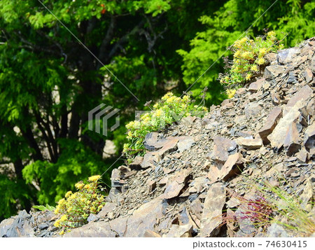 Southern Alpine alpine plants Southern Alpine alpine plants 74630415