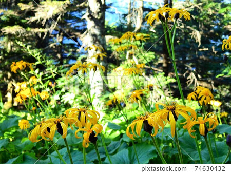 Southern Alps, alpine plants, Ligularia dentata Southern Alps, alpine plants, Ligularia dentata 74630432