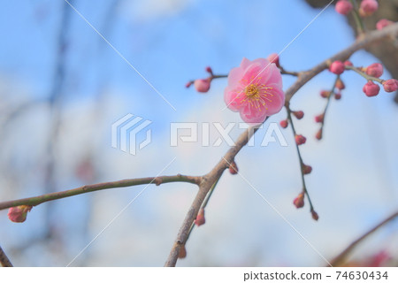一朵梅花在早春 一朵梅花在早春 74630434