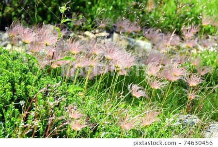 Southern Alps, alpine plants, geum pentapetalum 74630456