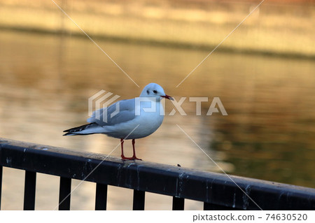 Japanese Blackheaded seagulls, Yurikamome, on a fence by a canal off Tokyo Bay 74630520