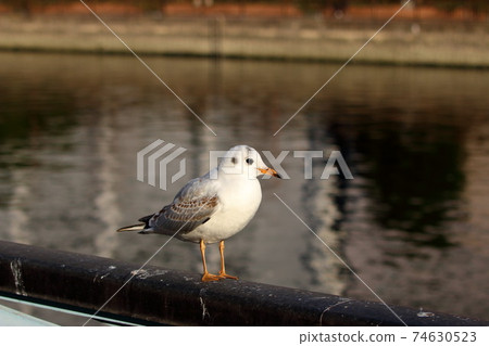 Japanese Blackheaded seagulls, Yurikamome, on a fence by a canal off Tokyo Bay 74630523