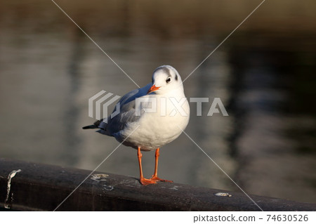 Japanese Blackheaded seagulls, Yurikamome, on a fence by a canal off Tokyo Bay 74630526