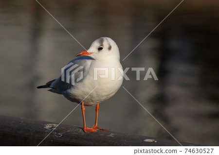 Japanese Blackheaded seagulls, Yurikamome, on a fence by a canal off Tokyo Bay 74630527