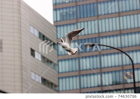 Japanese Yurikamome Seagull flying in Tokyo Bay 74630786