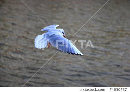 Japanese Yurikamome Seagull flying in Tokyo Bay 74630787