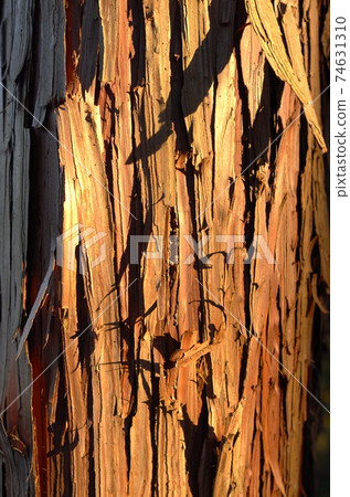 Cryptomeria tree 74631310
