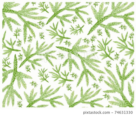Illustration of Fresh Selaginella Flabellata Leaves on White Background Illustration of Fresh Selaginella Flabellata Leaves on White Background 74631330
