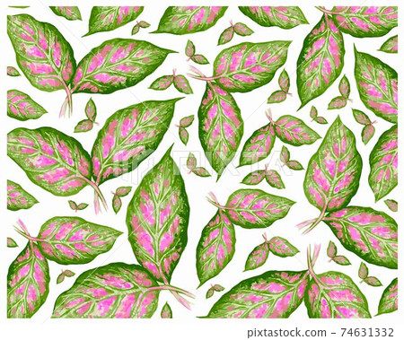Illustration Fresh Aglaonema or Dieffenbachia Leaves Background Illustration Fresh Aglaonema or Dieffenbachia Leaves Background 74631332