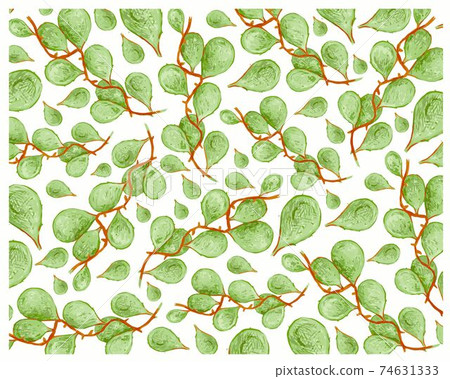 Dischidia Imbricata Creeper Plants on White Background 74631333