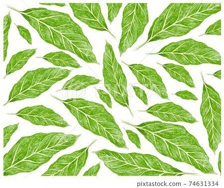 Illustration of Fresh Green Leaves on White Background Illustration of Fresh Green Leaves on White Background 74631334