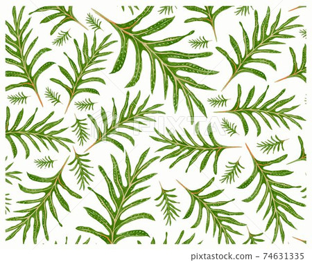 Illustration of Phymatosorus Scolopendria or Monarch Ferns Background Illustration of Phymatosorus Scolopendria or Monarch Ferns Background 74631335
