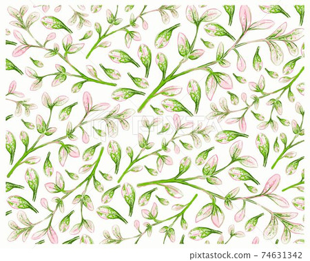 Illustration of Fresh Manila Tamarind on White Background 74631342