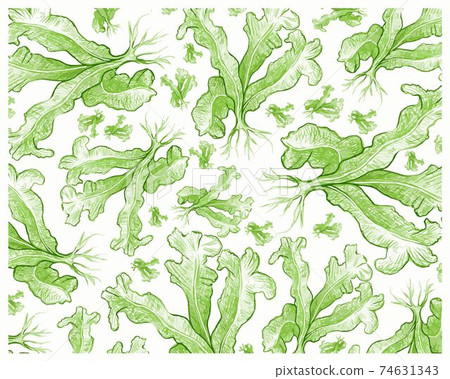 Illustration of Bird's Nest Fern or Asplenium Nidus Plants Background 74631343