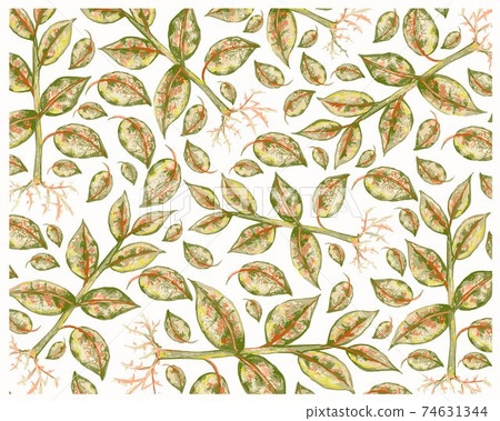 Illustration of Ficus Elastica or Rubber Plants Background 74631344