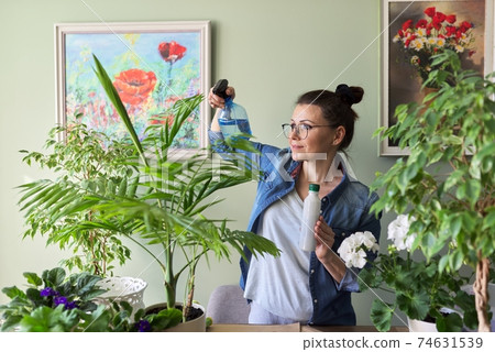 Woman pours liquid mineral fertilizer in spray bottle and fertilizes plant leaves. 74631539