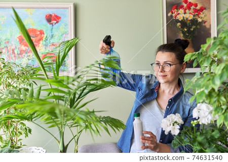 Woman pours liquid mineral fertilizer in spray bottle and fertilizes plant leaves. 74631540
