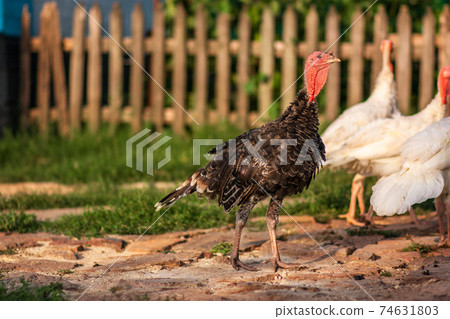 turkeys in the yard turkeys in the yard 74631803