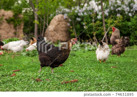 rooster and chickens rooster and chickens 74631895