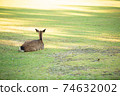 Deer stands in the back 74632002