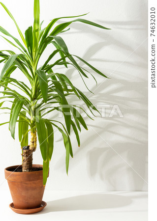 Yucca flower with shadow on a white wall background 74632010