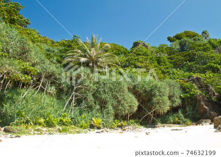 Mangrove in Thailand 74632199