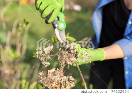 Gardener with garden shears cuts dry branches on spring hydrangea bush Gardener with garden shears cuts dry branches on spring hydrangea bush 74632904