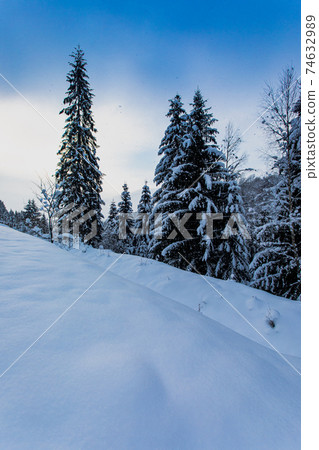 Snow covered pine trees at the mountains 74632989