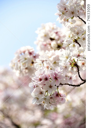 Bunch of cherry blossoms in full bloom 74633009