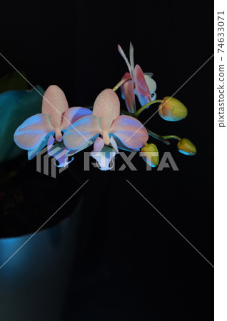 White Phalaenopsis Orchid with gel filters White Phalaenopsis Orchid with gel filters 74633071