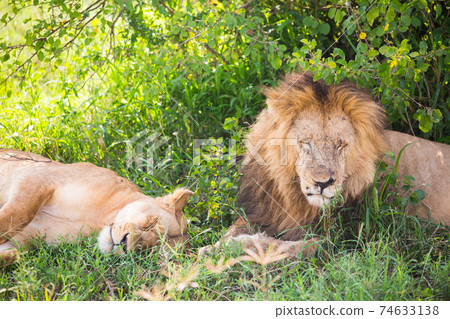 Wild lion (Africa) Wild lion (Africa) 74633138