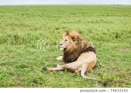 野獅(非洲) 野獅(非洲) 74633143