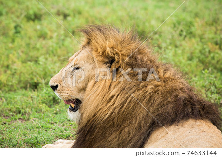 Wild lion (Africa) Wild lion (Africa) 74633144