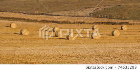 Field with hay ball in Sweden 74633299