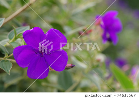 紫色Tibouchina海膽花盛開。學名是Tibouchina urvilleana。 紫色Tibouchina海膽花盛開。學名是Tibouchina urvilleana。 74633567