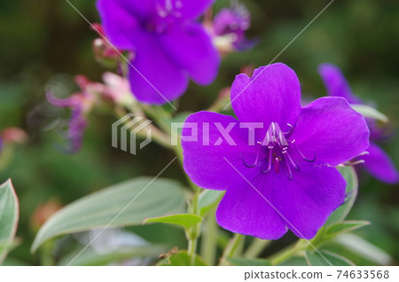 紫色Tibouchina海膽花盛開。學名是Tibouchina urvilleana。 紫色Tibouchina海膽花盛開。學名是Tibouchina urvilleana。 74633568