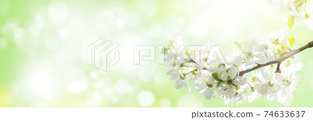 Spring cherry blossom Spring cherry blossom 74633637