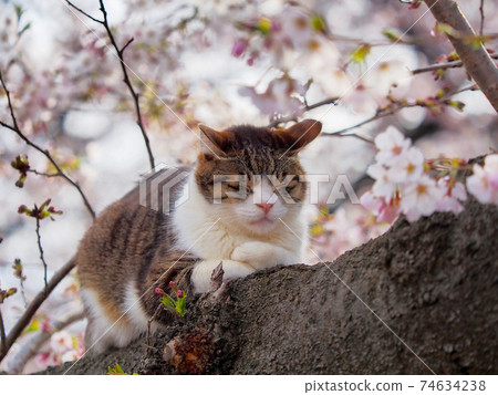 Cherry-blossom viewing 74634238