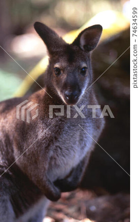 Kangaroo Island 74634599