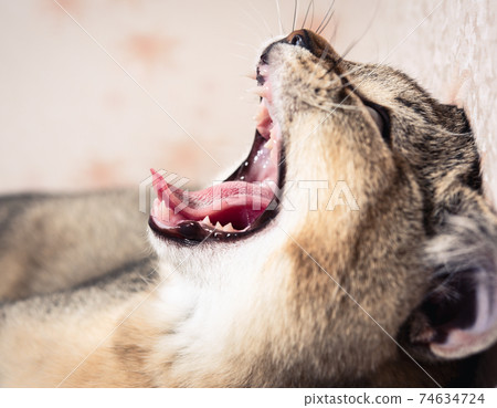 purebred kitten british chinchilla with straight ears opened his mouth and yawns purebred kitten british chinchilla with straight ears opened his mouth and yawns 74634724
