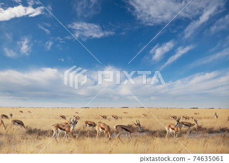 Springbok Springbok 74635061