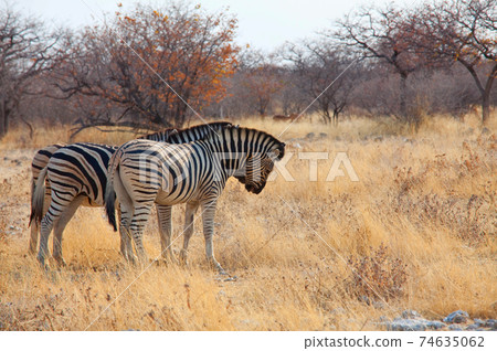 Zebra Zebra 74635062