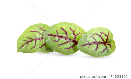 red sorrel leaves on white background 74635191