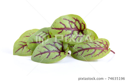 red sorrel leaves isolated on white 74635196