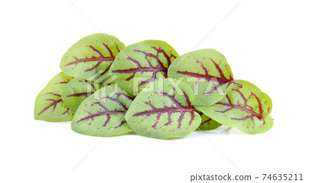 red sorrel leaves on white background 74635211