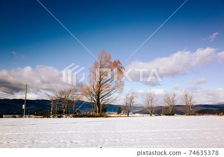 A landscape of trees lined up in a snowy field 74635378